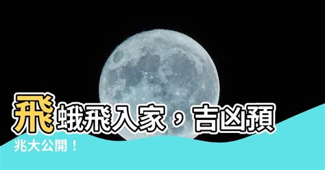 飛蛾 入 屋 寓意|飛蛾入屋風水大解密